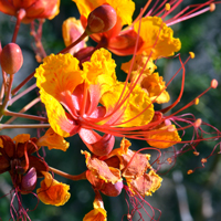 Red Bird-of-Paradise, flowers orange, red and yellow. Caesalpinia pulcherrima